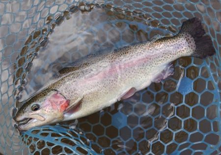 釣行タイミングが良ければ釣れる ～岡崎トラウトポンド～